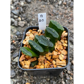 truncata shirayayukifuji’(ทรังคาต้า ติดด่าง)  รหัส ก.40-ก.54