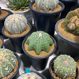 Astrophytum collection