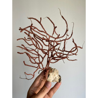 natural sea tree with a clam shell rare plant