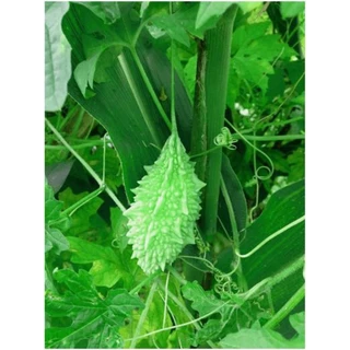 ้🌱เมล็ดพันธุ์มะระขี้นก 5 เมล็ด (5แถม1คละได้)