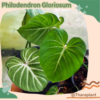 Philodendron Gloriosum (ก้านกลม) zebra ไม้ใบใหญ่ กลอริออซั่ม  กลอริ กอลิออซั่ม กลอลิออซั่ม