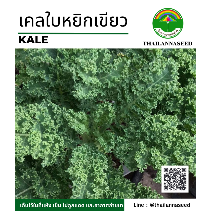 เมล็ดพันธุ์ผักสวนครัว เคลใบหยิกเขียว ( Vat Blue ) ( ขนาด 0.5 กรัม ) รหัสสินค้า 6001