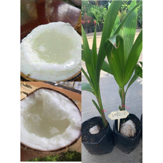 ( พร้อมส่ง ‼️ ) ต้นมะพร้าวกะทิ 🥥 ห๊อมหอม ✨ ต้นแข็งแรง พร้อมปลูก โตไว ลูกแข็งแรง หอม หวาน อร่อย 🌿✨
