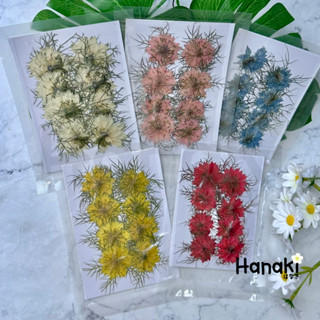 【พร้อมส่ง】ดอกไนเจลลาทับแห้ง(Nigella) ดอกไนเจลลา ดอกไม้ทับแห้ง ดอกไม้จริงทับแห้ง Pressed Flowers💐