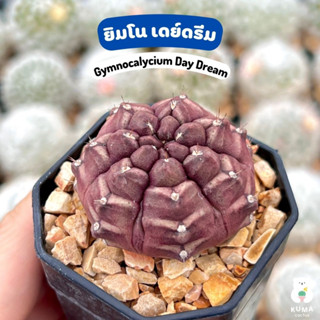 💜 ยิมโน เดย์ดรีม ไม้ชำหน่อ 💜Gymnocalycium Day Dream 🍀-- แคคตัส กระบองเพชร