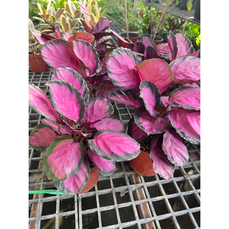 💖คล้าใบชมพู คิมสัน ไฮบริดขอบเข้ม (Calathea) ต้นนี้สีสวยมากกก กระถาง5นิ้ว
