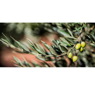 มูเอลโอลิวา น้ำมันมะกอกบริสุทธิ์ จากสเปน 5 ลิตร - Extra Virgin Olive Oil from Spain 5L Mueloliva Brand