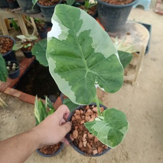 ❤️ (6/9/66) Colocasia Gigantea Hook 🌱 โคโลคาเซีย ออดิบด่างขาว 🌱 ไม้ด่าง บอนสี 🌱 [CGH]