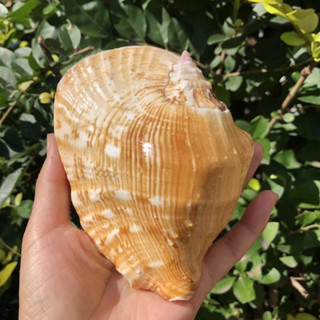 Rare sea snail shell Buddha ear snail shell yellow big conch shell