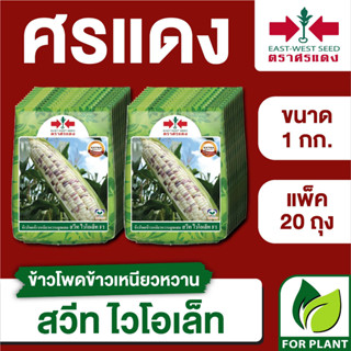 ขายส่ง เมล็ดพันธุ์ ศรแดง BIG ข้าวโพดข้าวเหนียว สวีทไวโอเล็ท ขนาด 1 กิโลกรัม ( 1 กิโลกรัม x 20 ถุง)