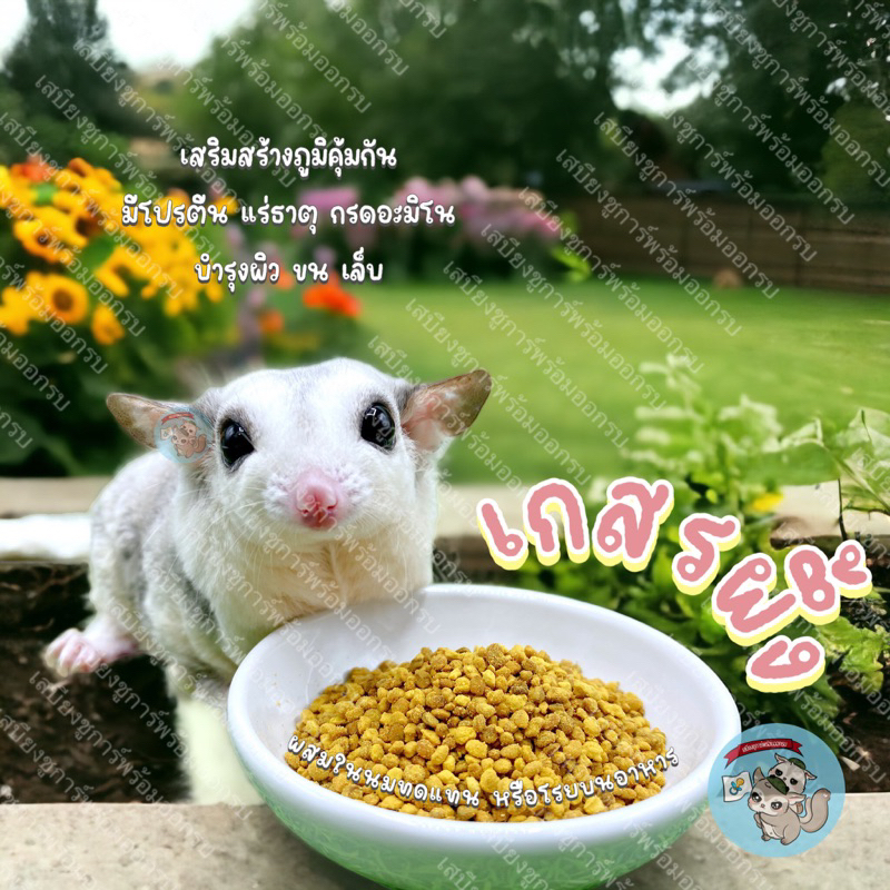 ( เกสรผึ้ง ) BEE POLLEN อาหารเสริม อาหาร ขนม น้ำผึ้ง สัตว์เลี้ยง สัตว์เล็ก ชูการ์ กระรอก ดอร์เมาส์ แฮมสเตอร์ บุชเบบี้