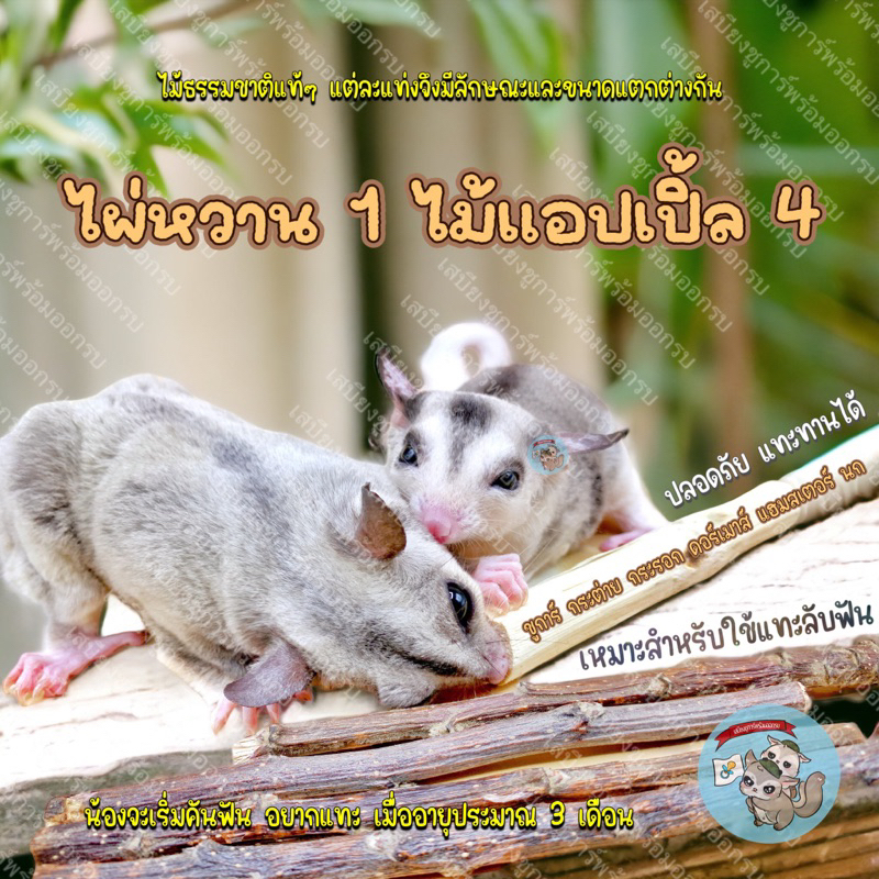 ( 4+1 ไม้แอปเปิ้ล ไผ่หวาน ) ไม้แอปเปิ้ล4 ไผ่หวาน1 สัตว์ฟันแทะ ชูการ์ แฮมสเตอร์ กระรอก ดอร์เมาส์ กระต่าย บุชเบบี้ แกสบี้