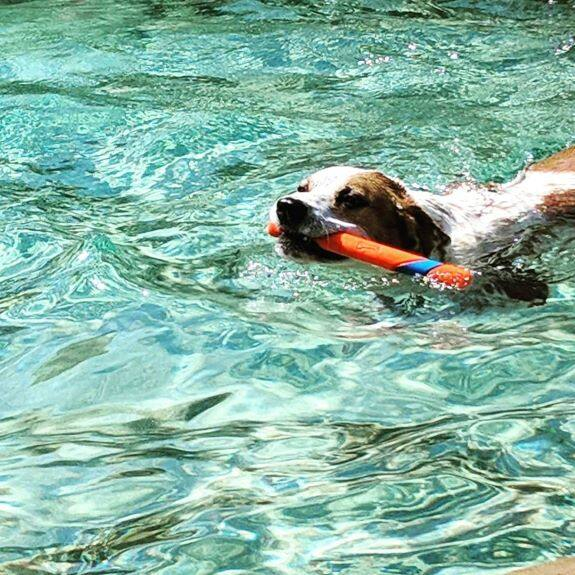 🇺🇸USA Import🇺🇸 Chuckit! Ultra Fetch Stick Dog Toy ของเล่นสุนัขรูปทรงไม้สติ๊ก — صورة 4