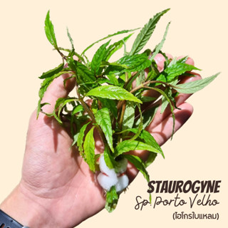 ไฮโกรใบแหลม - STAUROGYNE SP. PORTO VELHO ต้นไม้น้ำ