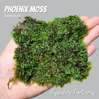 มอสขนนก (ติดดิน) สำหรับแต่งตู้ปลา สวนชื้น สวนขวด​ -​ PHOENIX MOSS Fissidens Fontanus ต้นไม้น้ำ