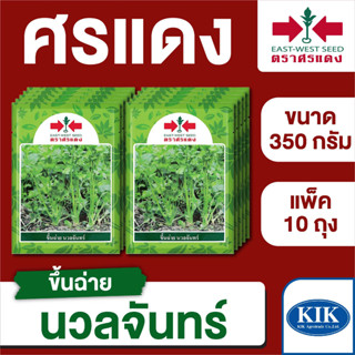 ขายส่ง เมล็ดพันธุ์ ศรแดง BIG ขึ้นฉ่าย นวลจันทร์ ขนาด 350 กรัม (350 กรัม X 10 ถุง)