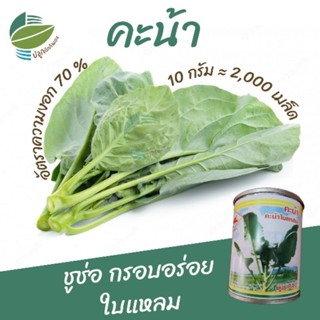 เมล็ดพันธุ์ คะน้า (Chinese Kale)