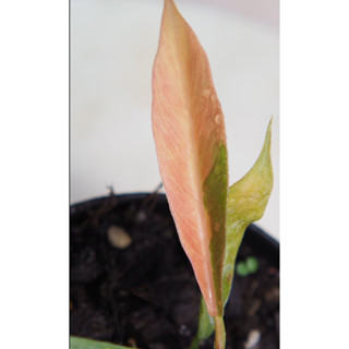ฟิโลเดนดรอนใบเลื่อยด่าง Philodendron ‘ring of fire’