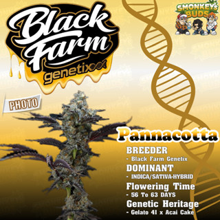 ค่าย BlackFarm Genetics ค่ายแท้💯 จากตัวแทนเมล็ดพันธุ์กัญชานอก