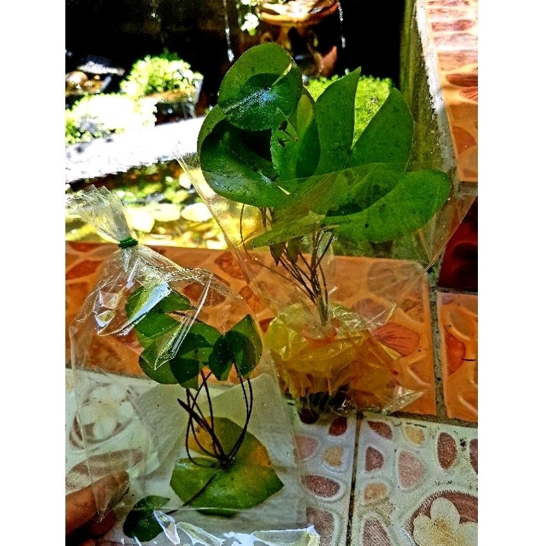 💖บัวจิ๋วจิ๋ว💖จิ๋วจริงมุ้งมิ้งๆ💖ดอกดกม๊ากๆ💓.💟💕อัศจรรย์พันธ์ไม้💕 - รูปที่ 7