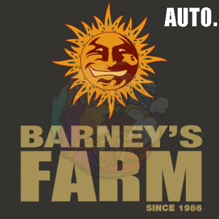 [ออโต้แบ่ง] Barneys Farm Seeds. ALL Auto Strains 2023.