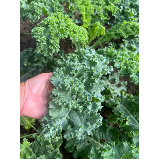 ‼️เข้าใหม่  New Kale Hybrid  โตไว เลี้ยงง่าย เคลใบหยิกสีเขียว ทานอร่อย กรอบ ใบหยิกหนาสวยมากคะ