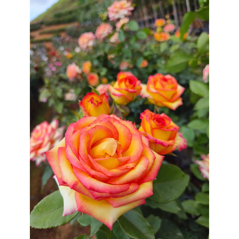 กุหลาบ-ดรีมคัมทู ”Dream Come Ture“  ดอกใหญ่ สีสันสดใส