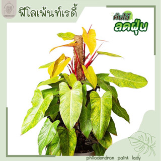 Philodendron Painted Lady/ฟิโลเดนดรอน เพ้นท์เลดี้/เพ้นท์เลดี้