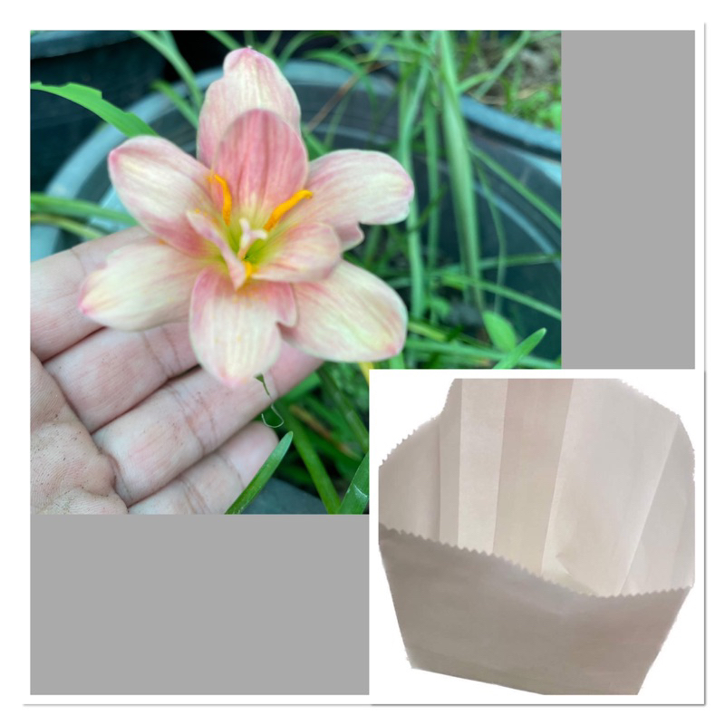 83P.หัวดอกบัวดิน Cissy Flowery หัว 50 บาท