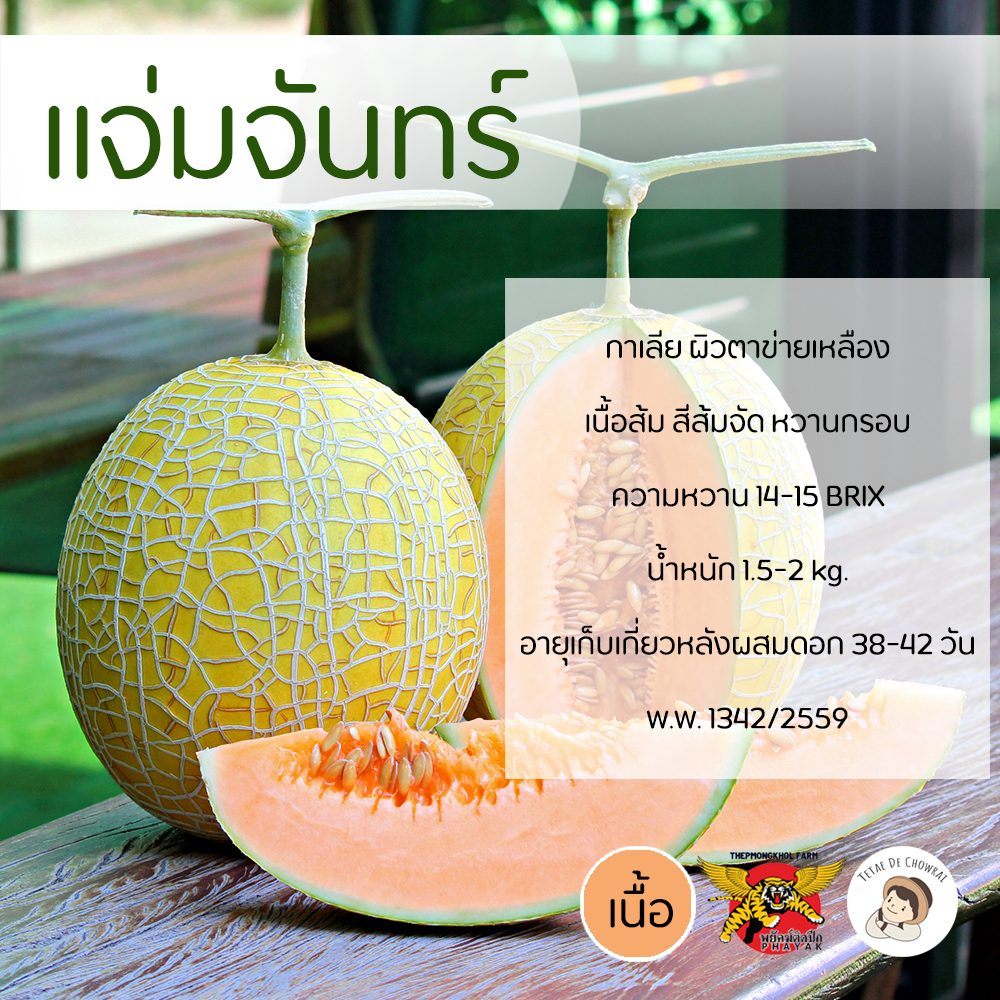 เมล็ดเมล่อนกาเลียพันธุ์แจ่มจันทร์ 100 เมล็ด ตราพยัคฆ์ติดปีก เมล่อนเนื้อส้มกรอบ เมล็ดพันธุ์