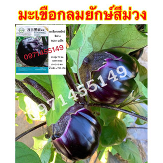 เมล็ดพันธุ์มะเขือกลมยักษ์กลมม่วงญี่ปุ่นหวานกรอบเมล็ด