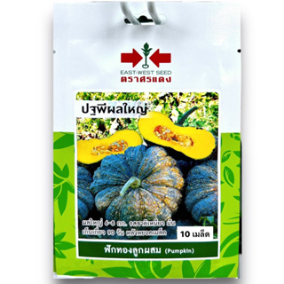 ฟักทอง (pumpkin) ปฐพีผลใหญ่ 10 เมล็ด