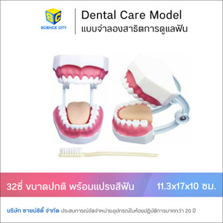 หุ่นจำลองฟัน ขนาดปกติ ใช้สาธิตการดูแลฟัน 28 และ 32 ซี่ (Dental Care Model)