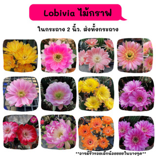 Lobivia โลบีเวีย ไม้กราฟ แคคตัส cactus กระบองเพชร พืชอวบน้ำ พืชทะเลทราย