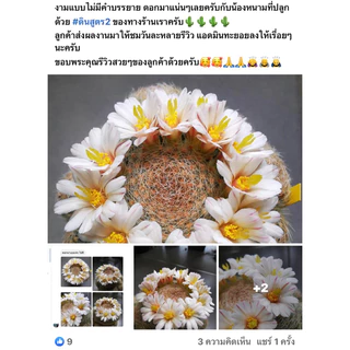 ส่งฟรี‼️ดินสูตร2 สูตรโปร่งพิเศษ สำหรับ แคคตัส ไม้ด่าง ไม้ฟอกอากาศ ไม้อวบน้ำ ไม้มงคลต่างๆ ดินปลูก