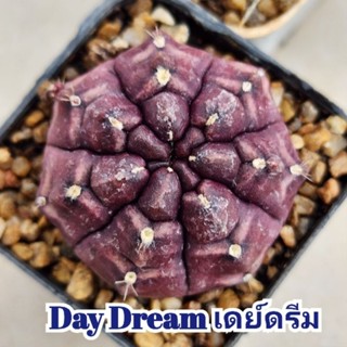 Gymno Day Dream เดย์ดรีม โคลนกระท่อมลุงจร