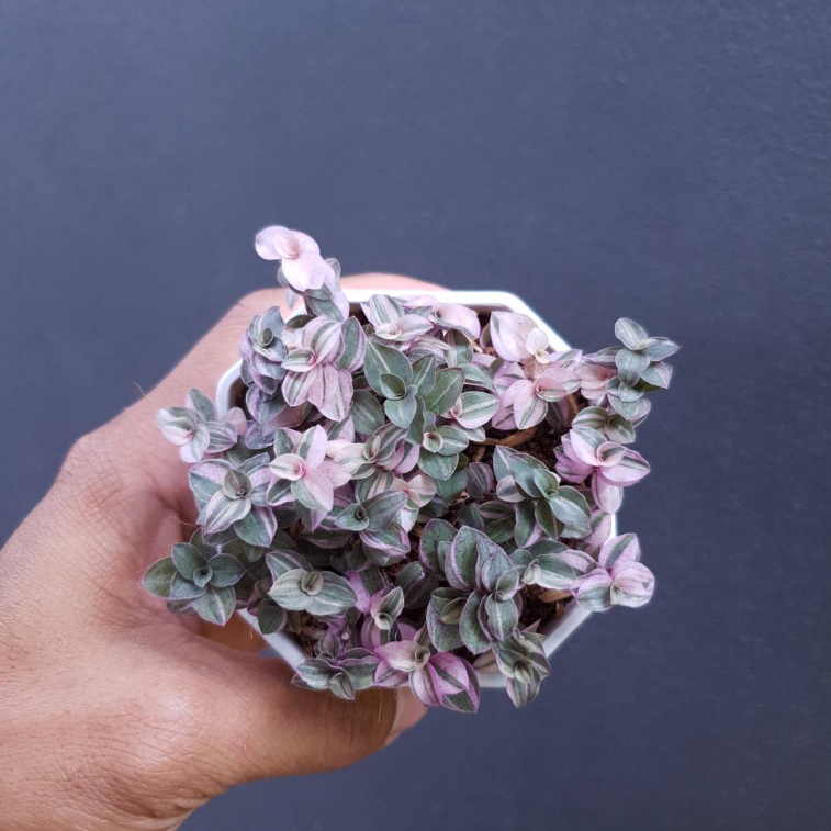 ต้นไม้อวบน้ำ กุหลาบหิน ริบบิ้นชาลี เบียงก้า #succulent #Callisia repens #ริบบิ้นชาลี #สีชมพู - รูปที่ 3