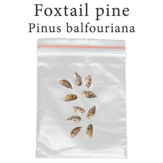 เมล็ดสน สนห้าเข็ม สนอายุยืน Foxtail pine - Pinus balfouriana ร้านคนไทย บอนไซ