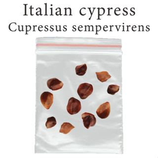 เมล็ดสน สนดินสอ Italian cypress - Mediterranean cypress - Cupressus Sempervirens ร้านคนไทย บอนไซ