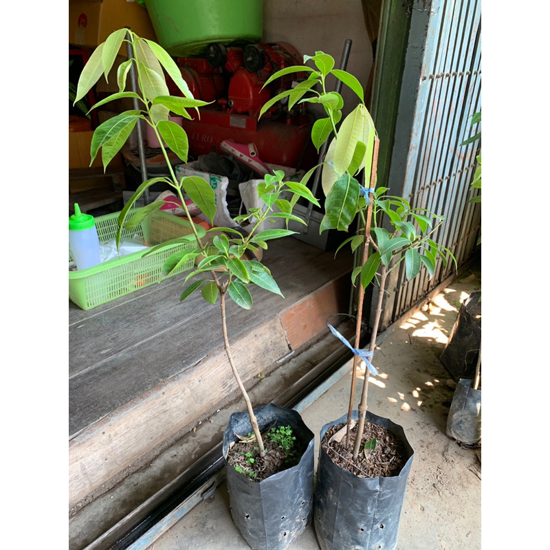 #ต้นมะยงชิดพันธุ์ทูลเกล้า (ต้นใหญ่ ถุง4คูณ10นิ้ว) เสียบยอด สูงราว30-50เซน 2 ปีติดผล - รูปที่ 5