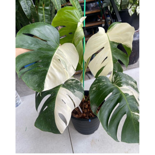 มอนสเตอร่าอัลโบ้ (Monstera Albo)