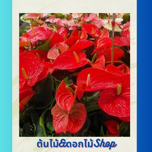 Anthurium ต้นหน้าวัว ดอกสีแดง