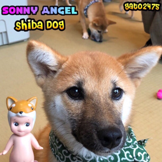 Sonny Angel ShibaInu มี2-ชิวาว่าหมด๏มีสินค้าพร้อมส่ง๏