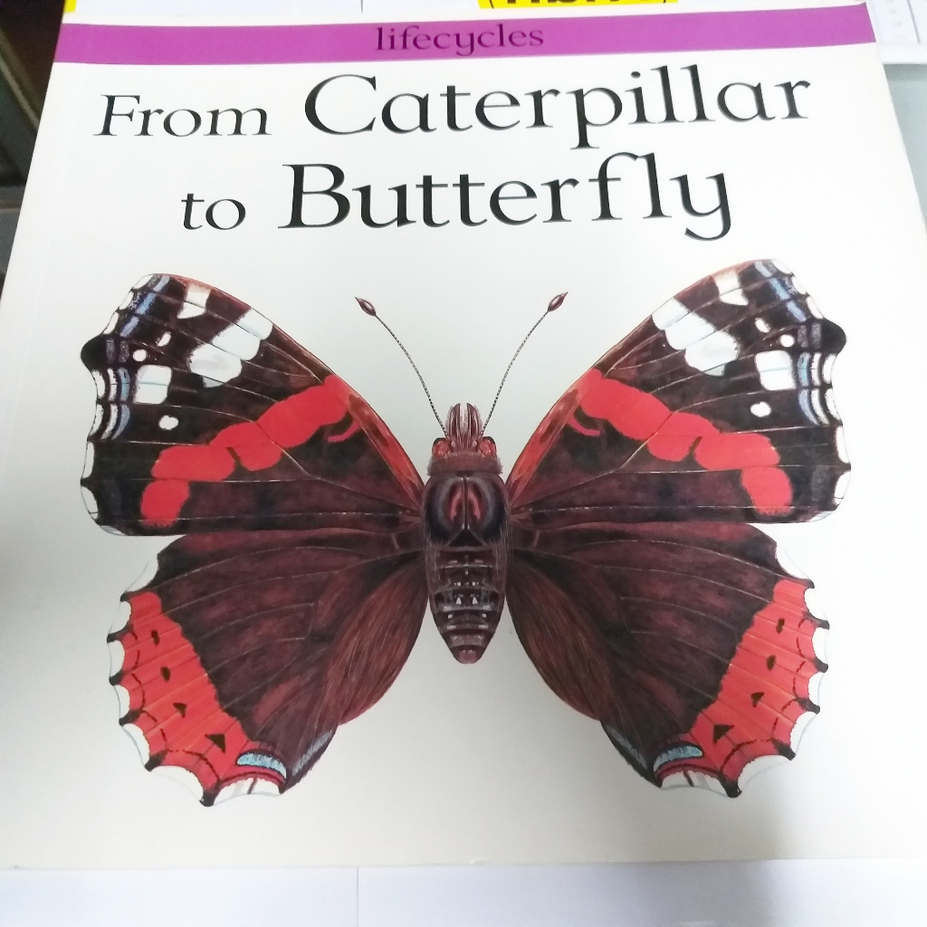 From Caterpillar to Butterfly หนังสือภาษาอังกฤษ มือสอง วงจรชีวิตผีเสื้อ Butterfly Lifecycles ปกอ่อน