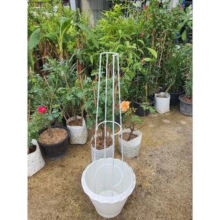 **สั่งแยกจากสินค้าอื่น ซุ้ม T-Rose ทรีโรส ซุ้มกุหลาบ ความกว้างฐานซุ้ม 20-22 cm.