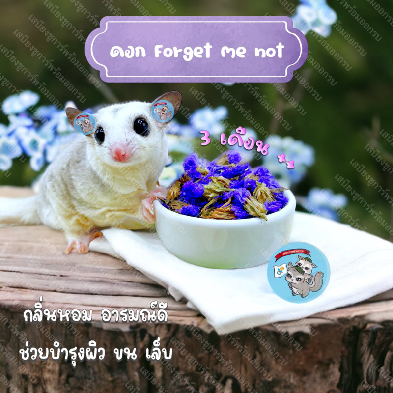 ( ดอกฟอร์เก็ตมีน็อต ) FORGET ME NOT ฟอร์เก็ตมีน็อต ดอกไม้ ดอกไม้อบแห้ง ขนม ชูการ์ กระรอก แฮมสเตอร์ ดอร์เมาส์