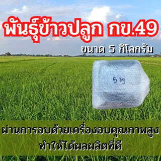 พันธุ์ข้าวปลูก กข49 ข้าวปลูก กข49 พันธุ์ข้าว กข49 ชุดทดลองปลูก (5 กิโล)