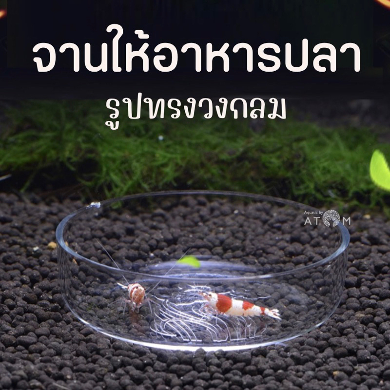 Aquarium Needs 100 บาท (พร้อมส่ง) จานกลมให้อาหารปลา จานให้อาหารปลา ถ้วยให้อาหารปลา Pets