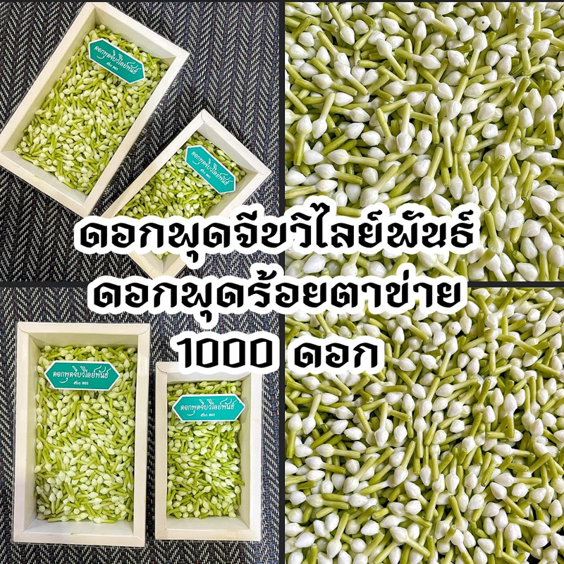 [ถูกที่สุด] ดอกพุด1000ดอก (สินค้าลิขสิทธิ์)ดอกพุดปลอม ดอกพุดร้อยตาข่ายพลาสติก
