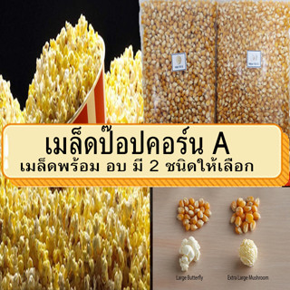 เมล็ดป๊อปคอร์น มี 2 พันธุ์ ให้เลือก เม็ดข้าวโพดป๊อปคอร์น เมล็ดข้าวโพด เมล็ดข้าวโพดป๊อปคอร์น ผงเขย่า